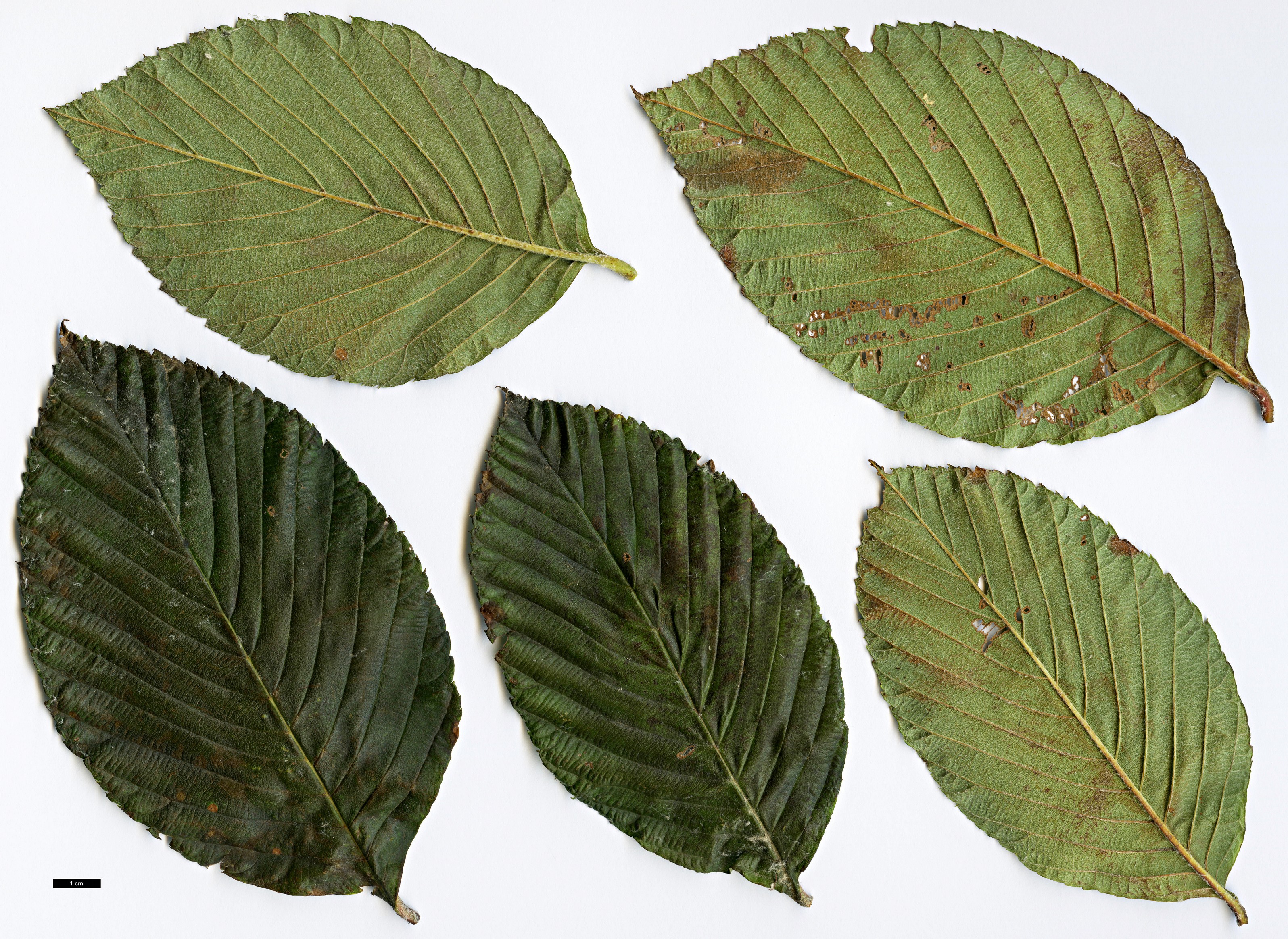 High resolution image: Family: Rosaceae - Genus: Sorbus - Taxon: heseltinei - SpeciesSub: var. glabrescens High resolution image: Family: Rosaceae - Genus: Sorbus - Taxon: heseltinei - SpeciesSub: var. glabrescens